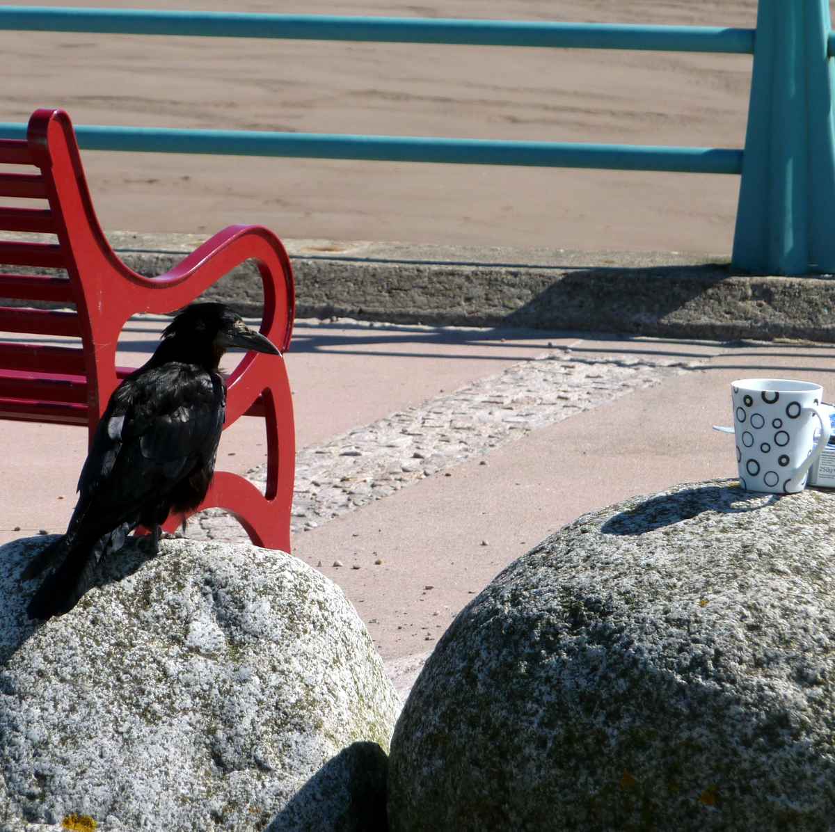 Ein Rabe auf dem Strand in Montrose ( Schottland )