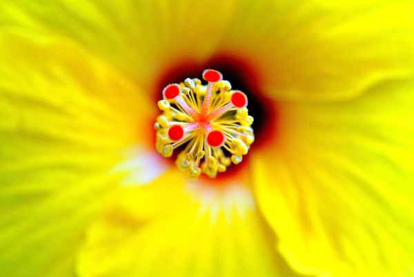 prachtvolle Hibiskusblüte mit Stempel und Pollen