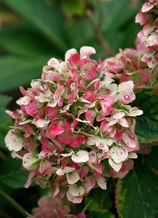 herbstfarben...2....hortensie