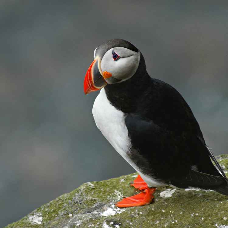 Die Ruhe selbst .....