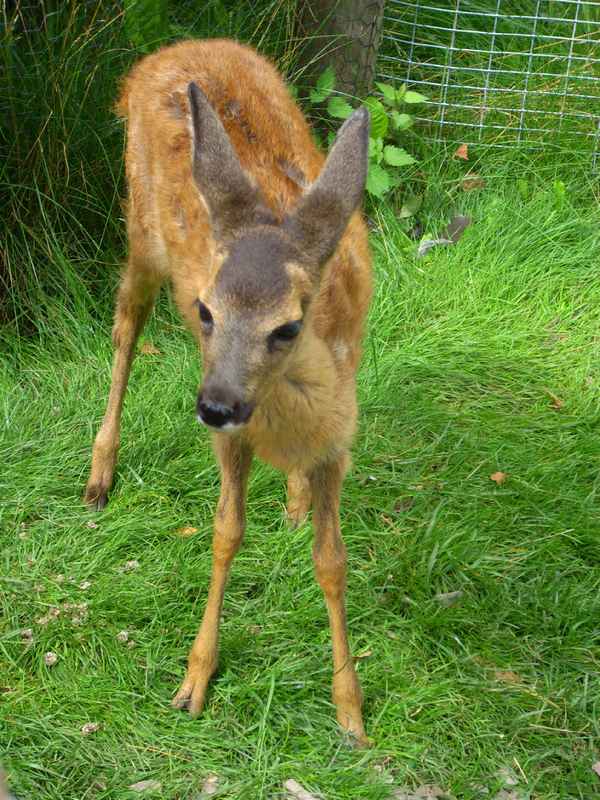" WILLST DU MEINE MAMI SEIN ?"