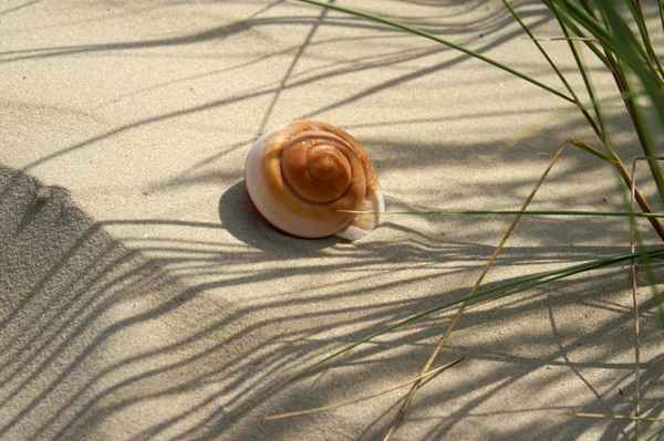 Stilleben - Endlich Sommer - 23
