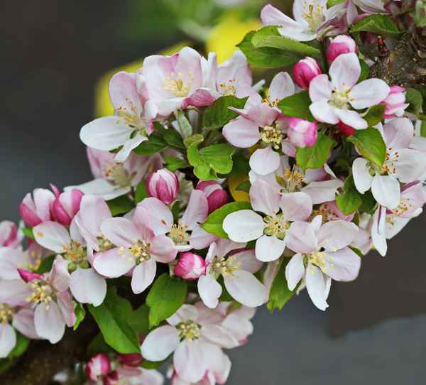 reiche apfelblüte