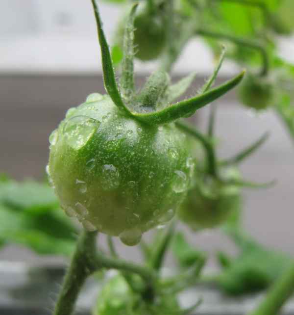 Grüne Tomate im Regen