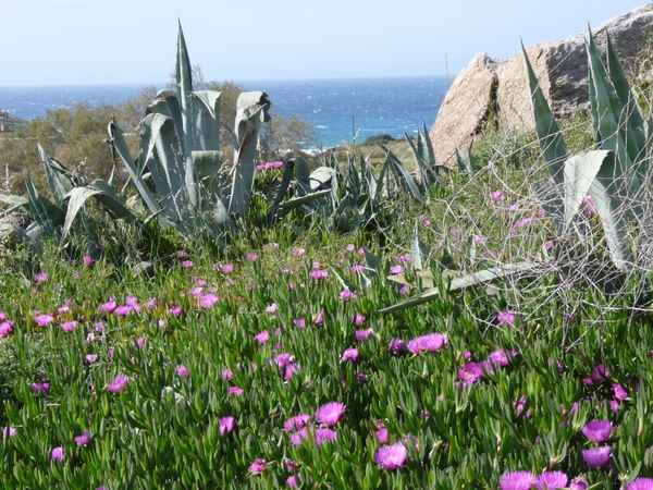 Mittelmeer-Vegetation