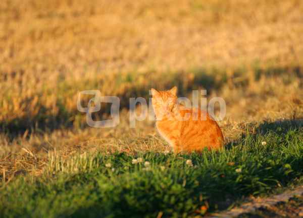 Feld Wächter (Katze)