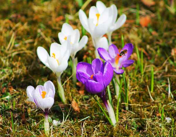 Frühling in Herrsching