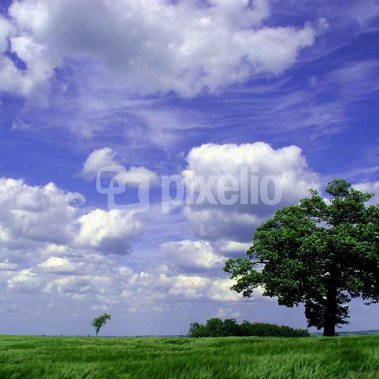 Grün und blau oder Bäume und Himmel