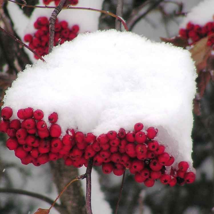 Schneehaube für die Vogelbeere