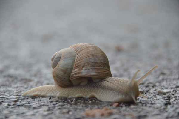 Gemächlich über die Straße