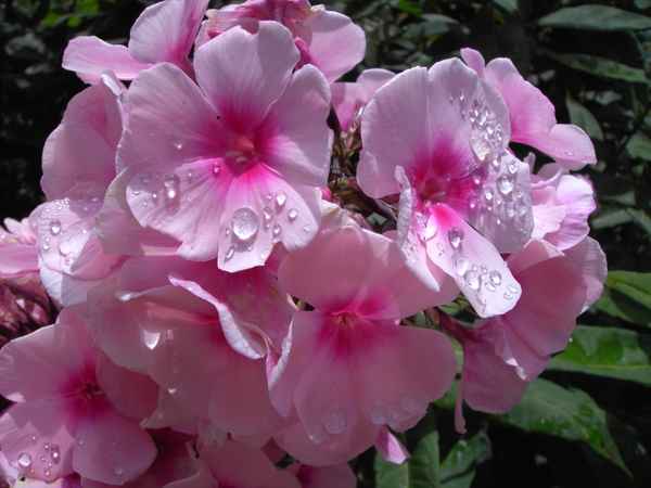 duftender Phlox