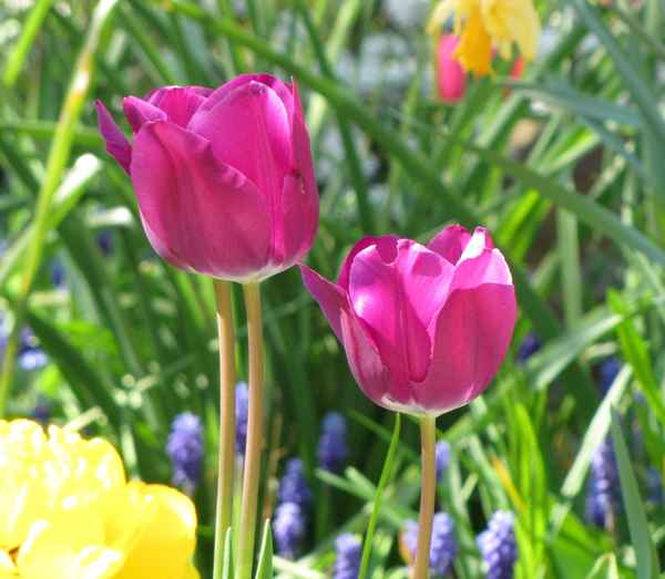 Zwei Schönheiten im Garten