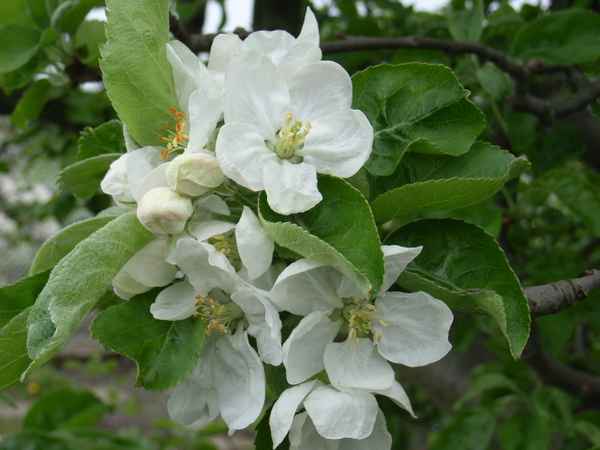 Apfelbaumblüten_1