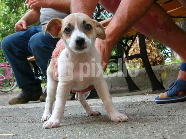 Hundewelpe