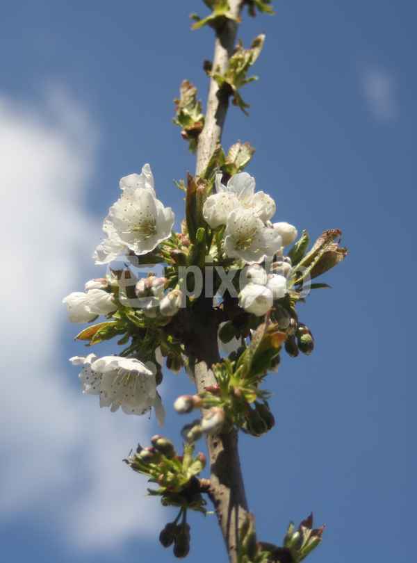 Pflaumenblüte