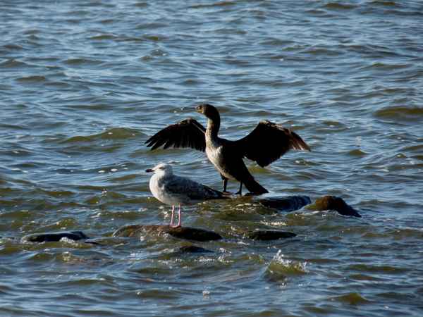 Kormoran und Möwe