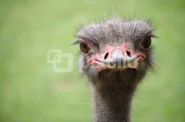 Emu