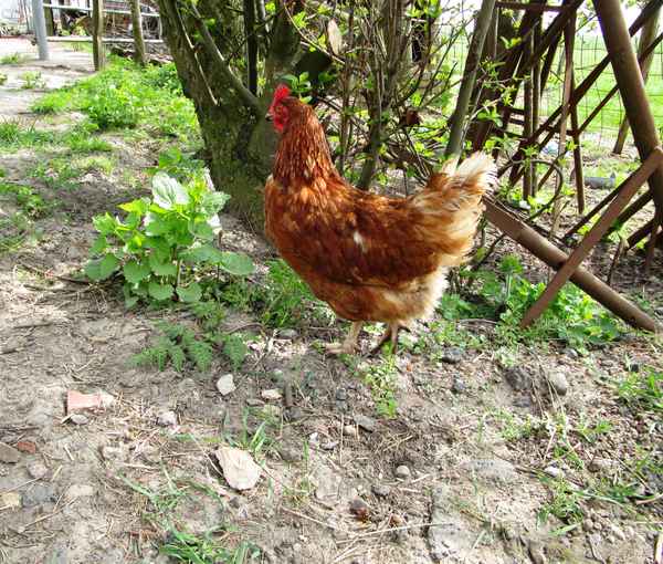 Ein Huhn auf Wanderschaft