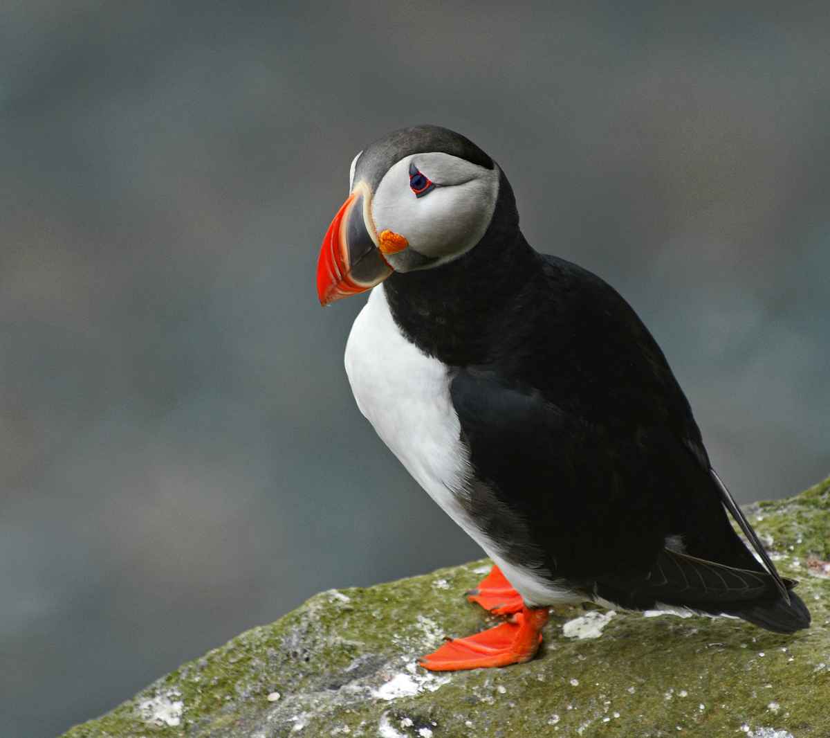 Die Ruhe selbst .....