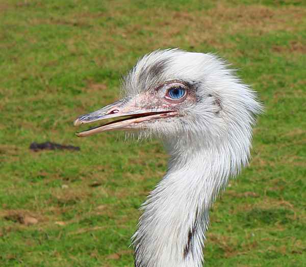 Ein Emu auf dem Lande