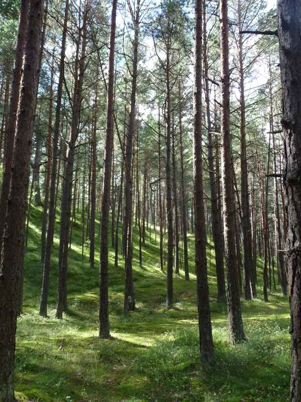 Wald auf der Düne