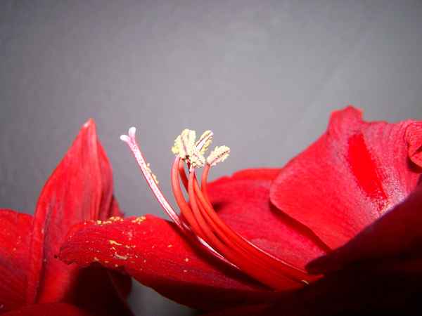 Amaryllis Kelch
