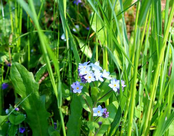 BLUMENWIESE I