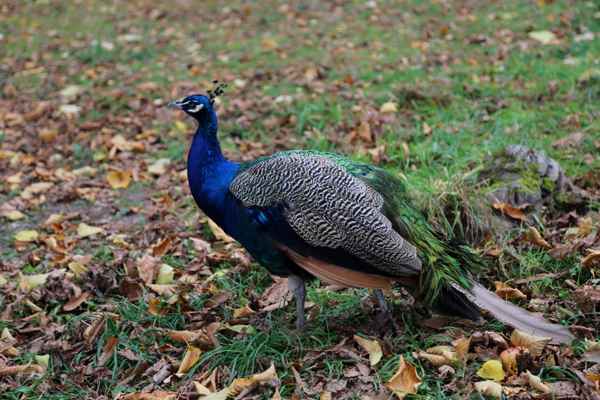 Blauer Pfau
