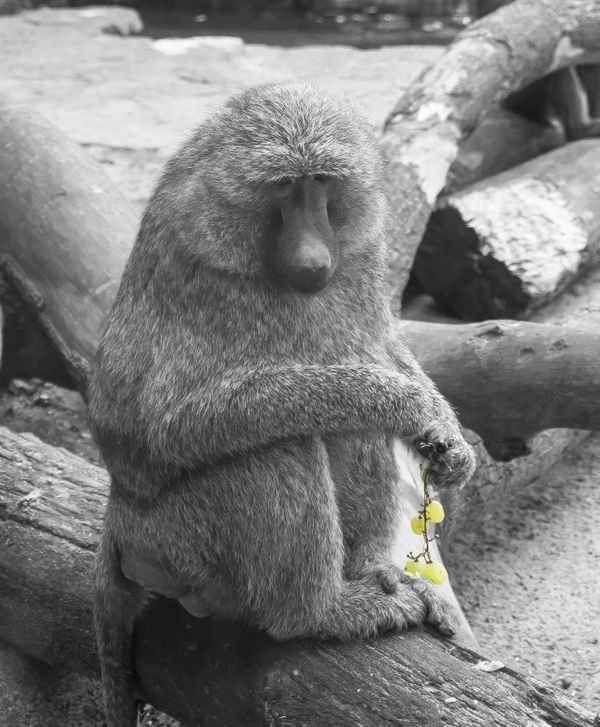 nix Banane