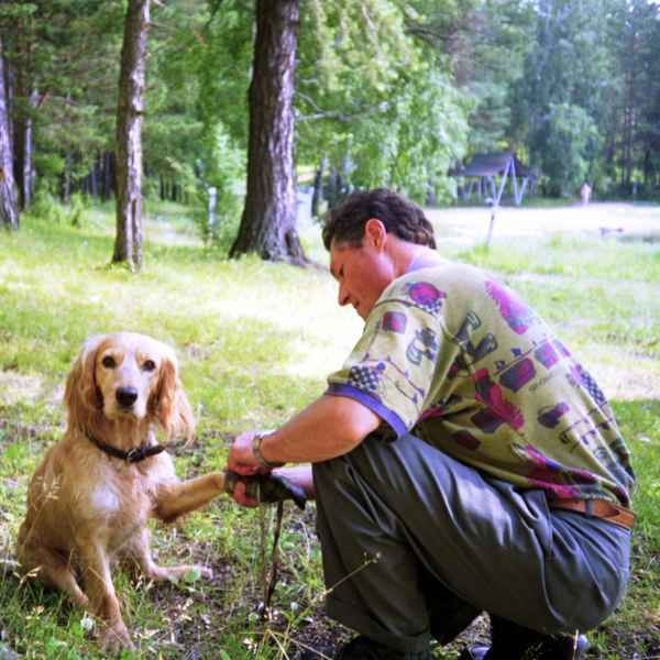 Ein Hund in Miass im Ural (Russland)