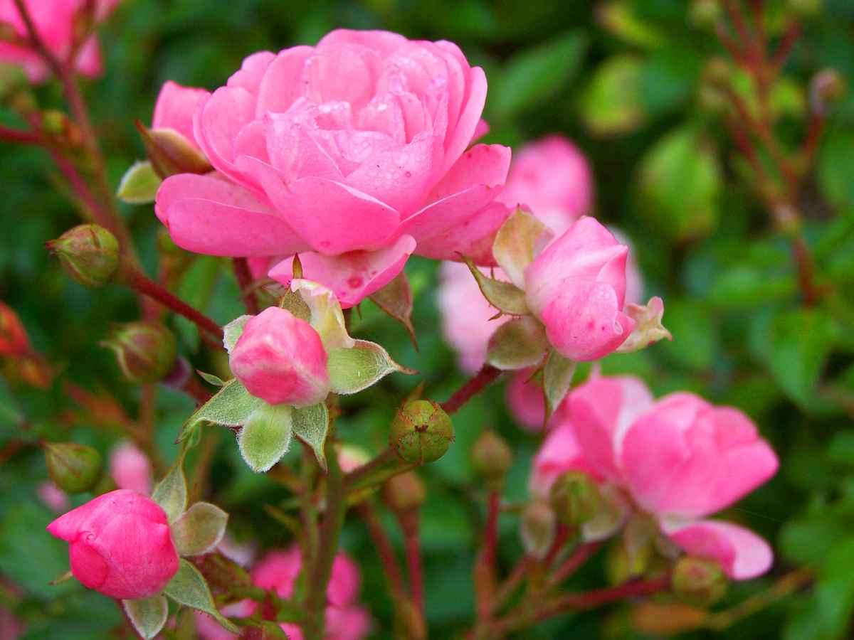 Röschen rosa 2