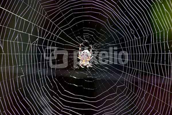 Spinne