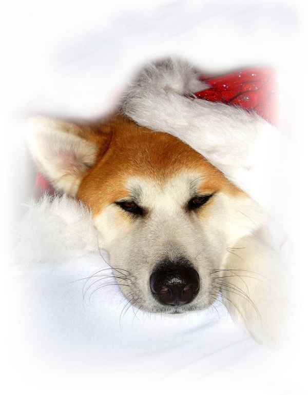 INUKI.........DER WEIHNACHTSHUND