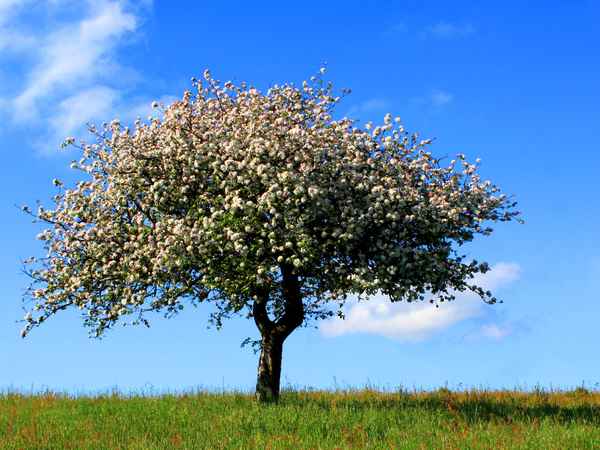 BLÜTEN AM ALTEN APFELBAUM