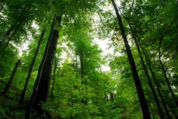 Im dunklen Buchenwald