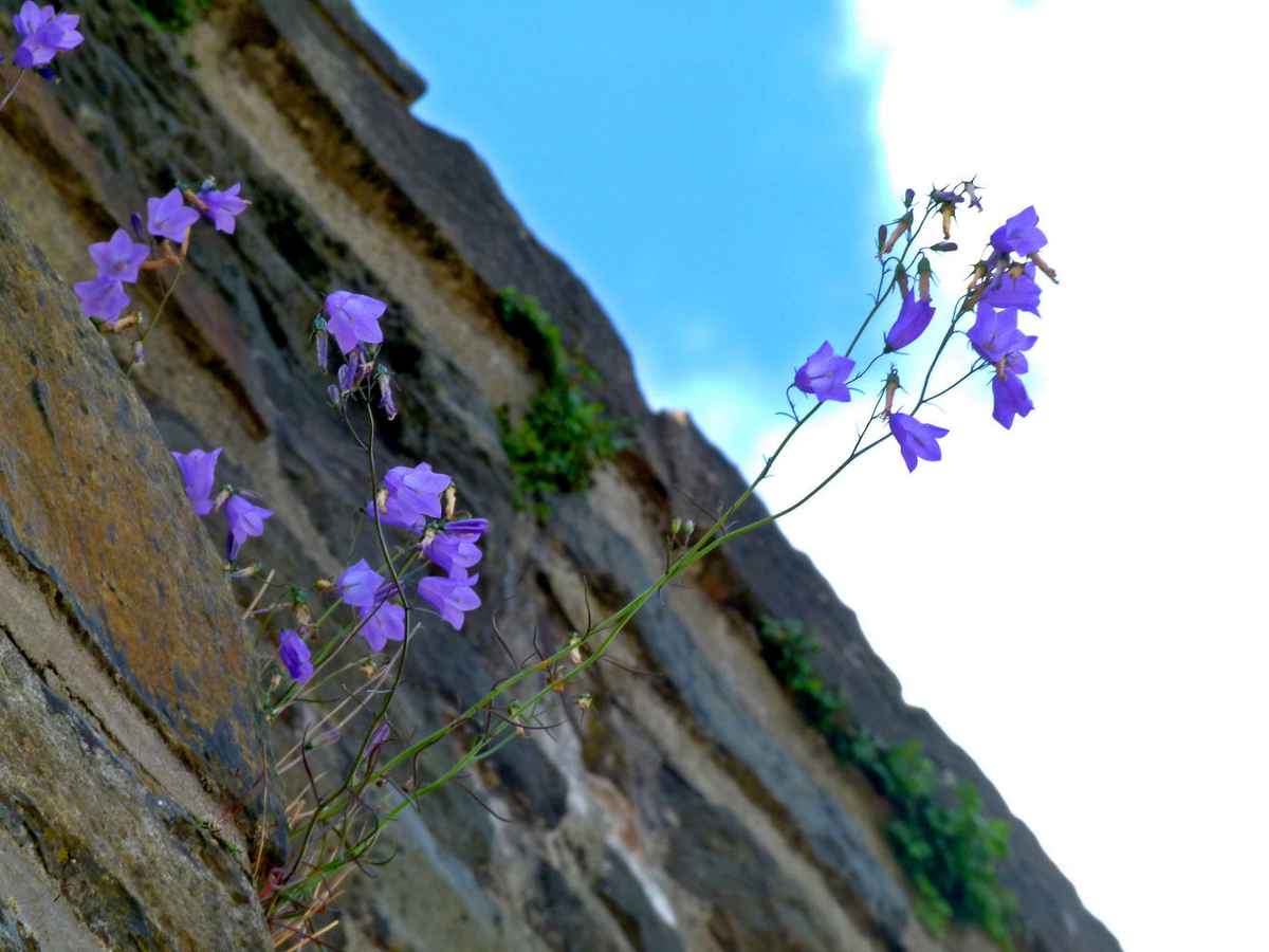 Mauerblümchen