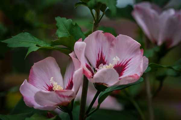 Hibiskus