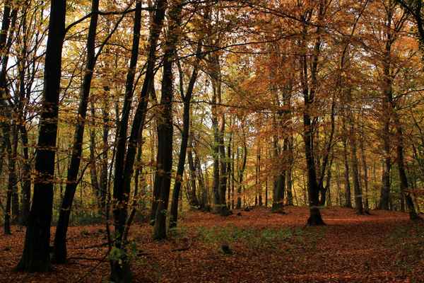 Bunt sind schon die Wälder