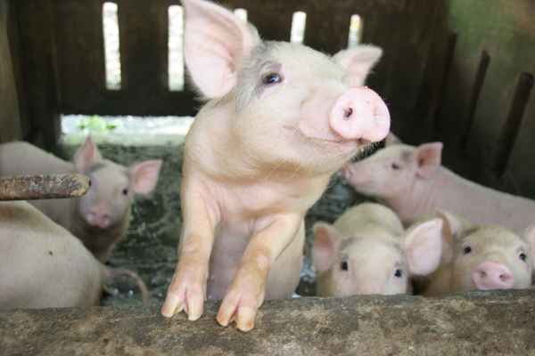 Schwein gehabt