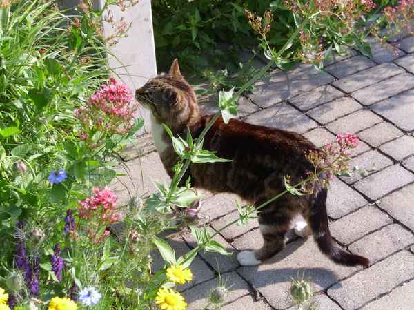 Katze im Klostergarten
