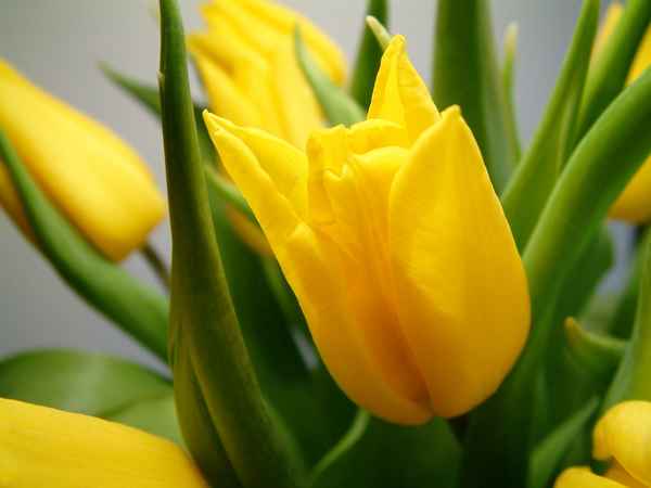 gelbe Tulpen