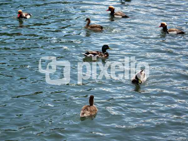 Enten-Versammlung