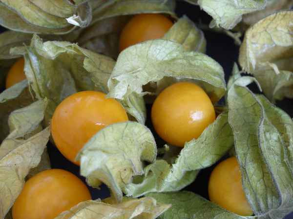 Physalis 2
