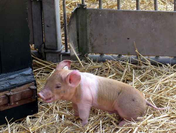 Rotbraunes Husumer Schwein vom Lütjensee im Grossraum Hamburg