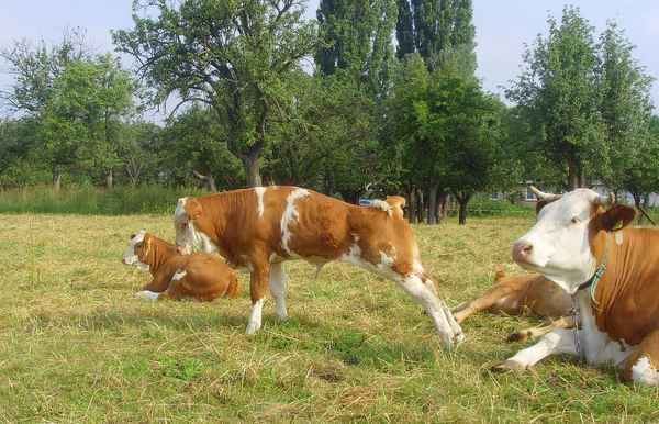 Sich nach dem Schlafen streckendes Bullenkalb