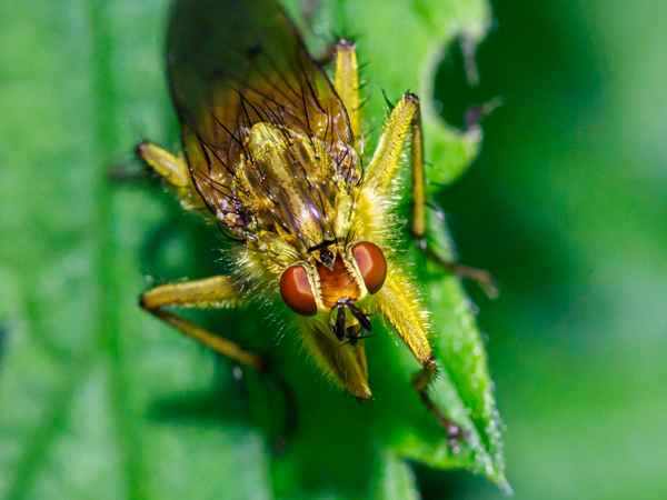 Portrait einer gelben Dungfliege