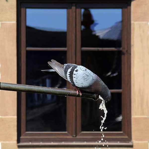 Durst