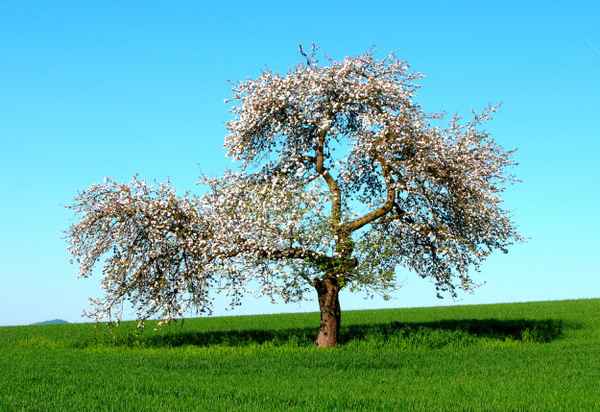 Frühlingserwachen
