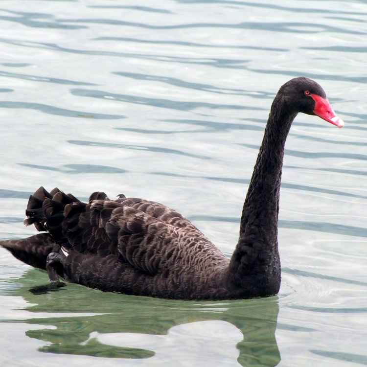 Schwarzer Schwan