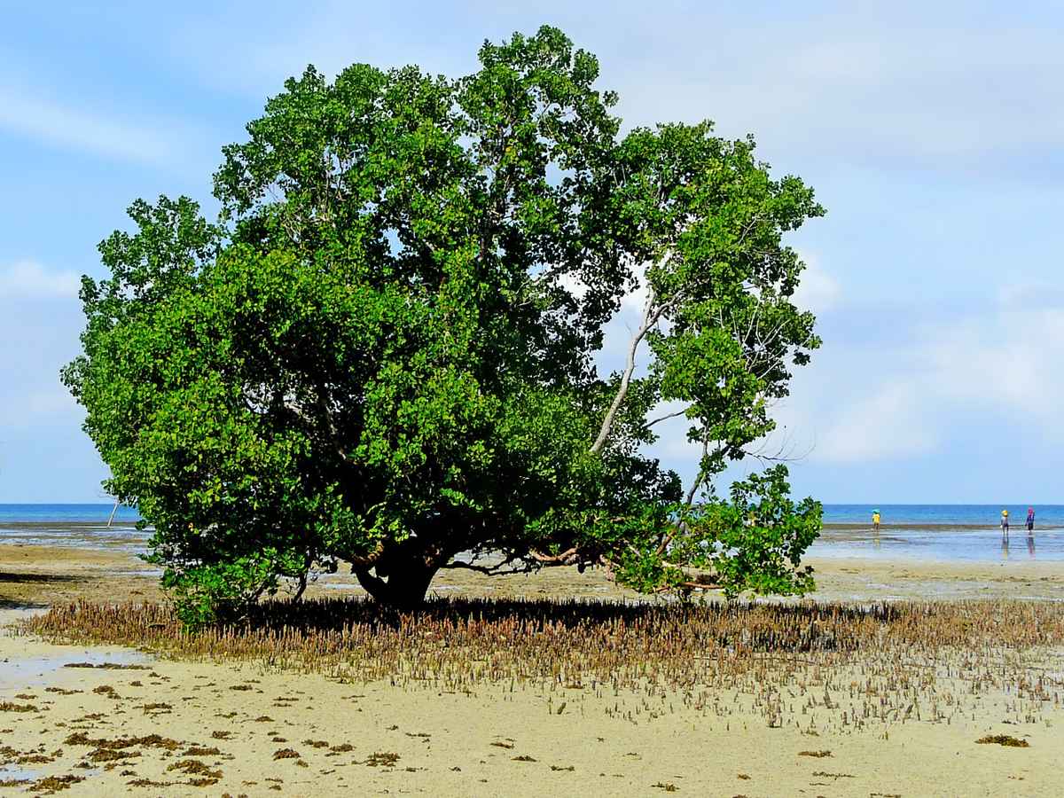 Baum am Meer